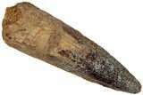 Fossil Spinosaurus Tooth - Real Dinosaur Tooth #310884-1